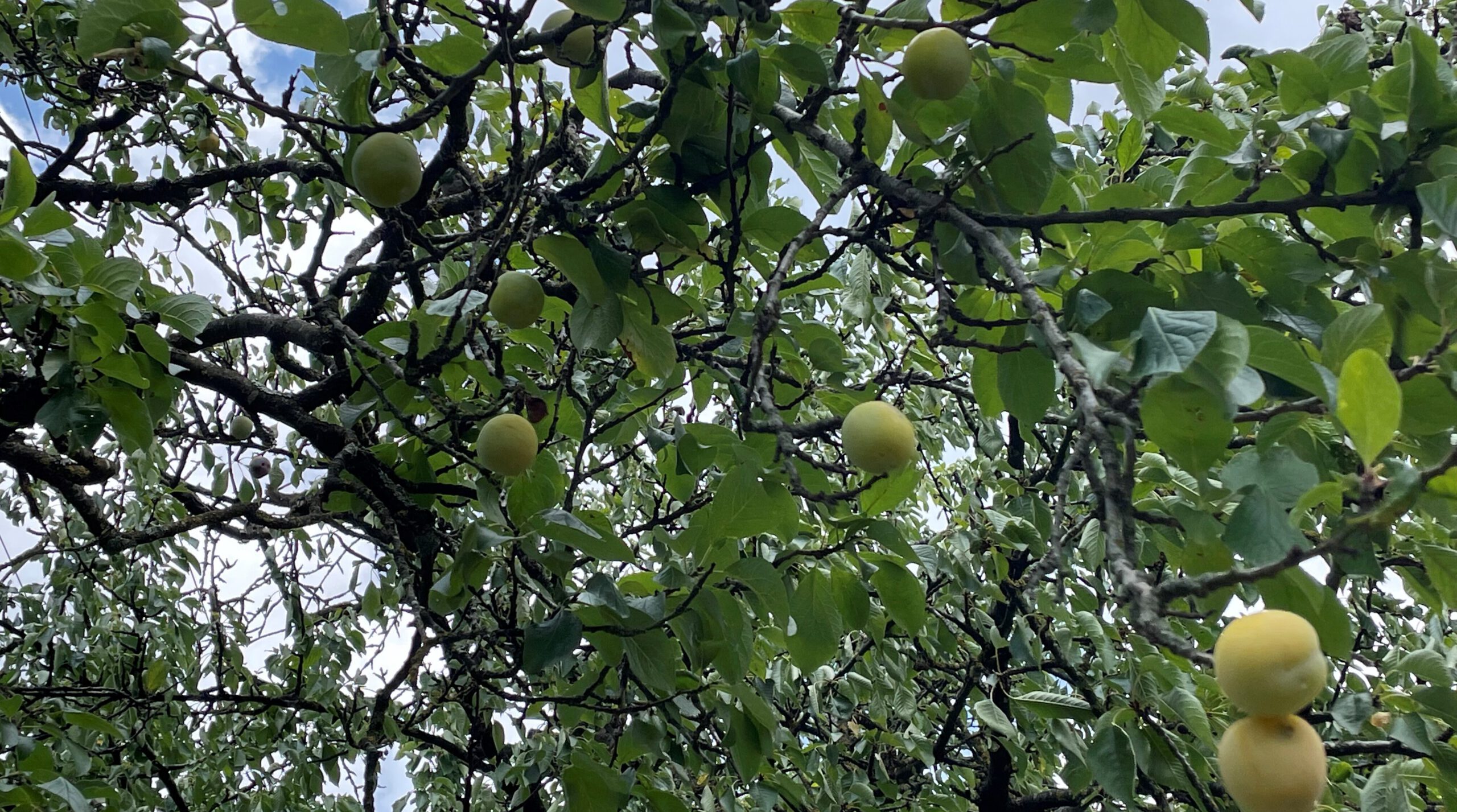 Reineclauden am Baum