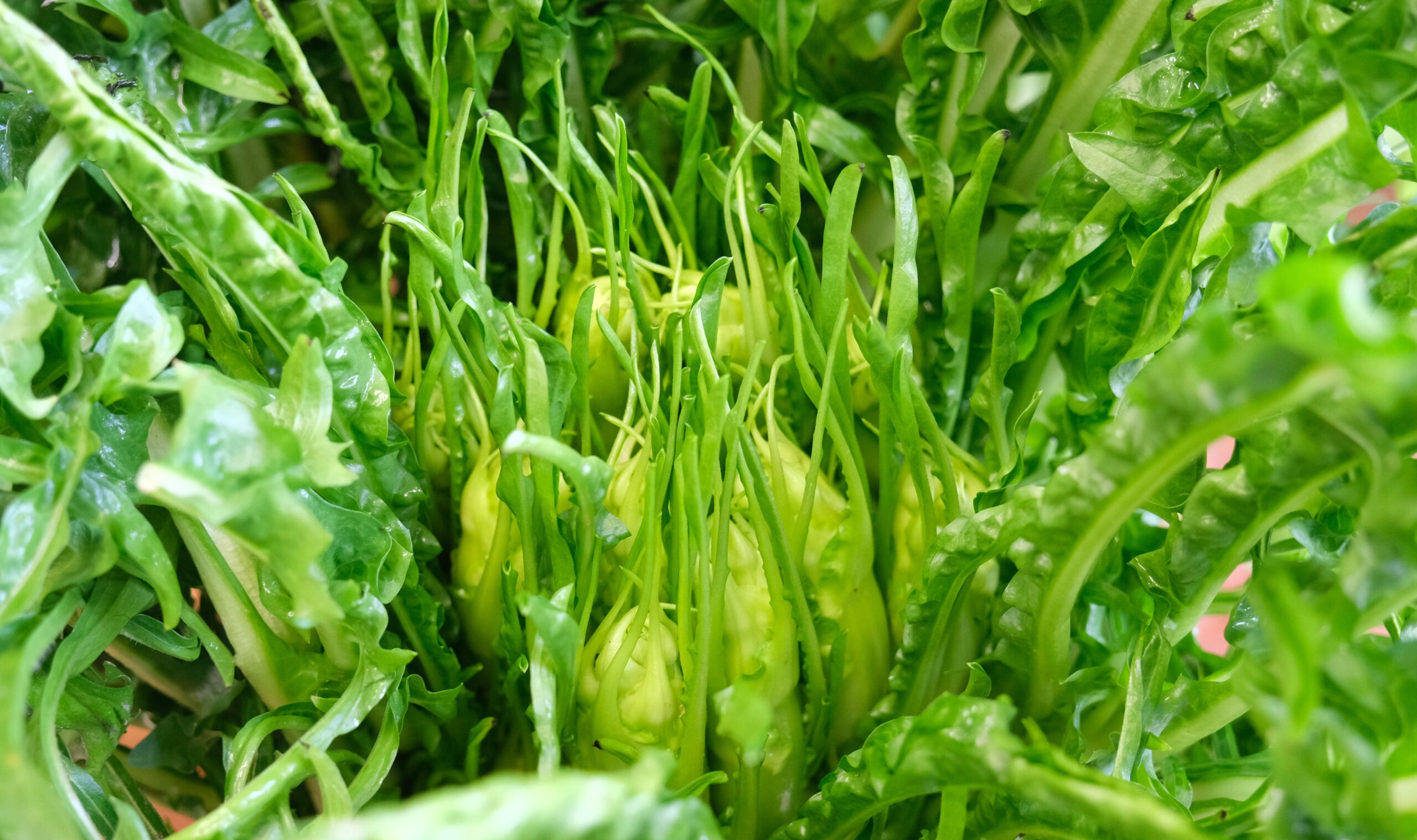 Puntarelle