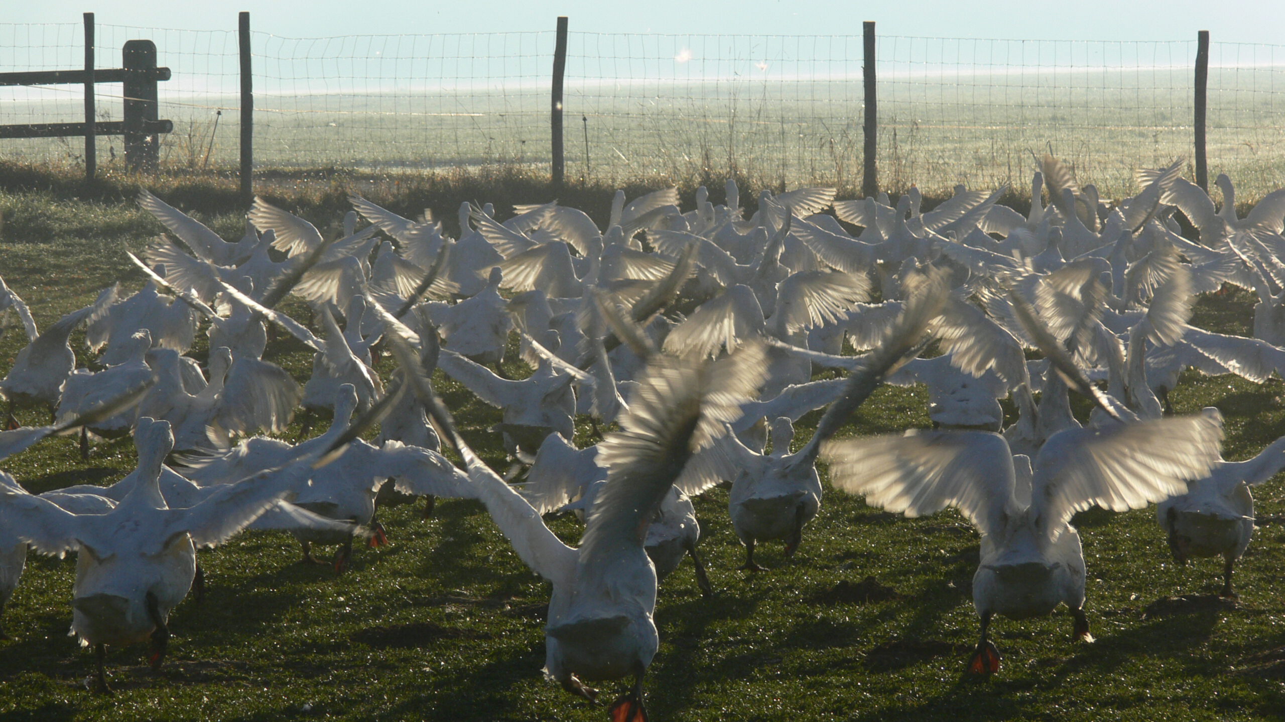 Gänse auf dem Bio-Geflügelhof Adelwarth